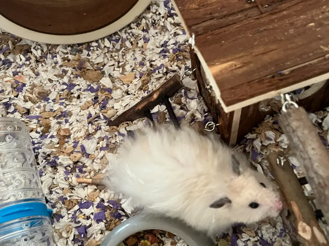Billede 4 - Guldhamster dreng