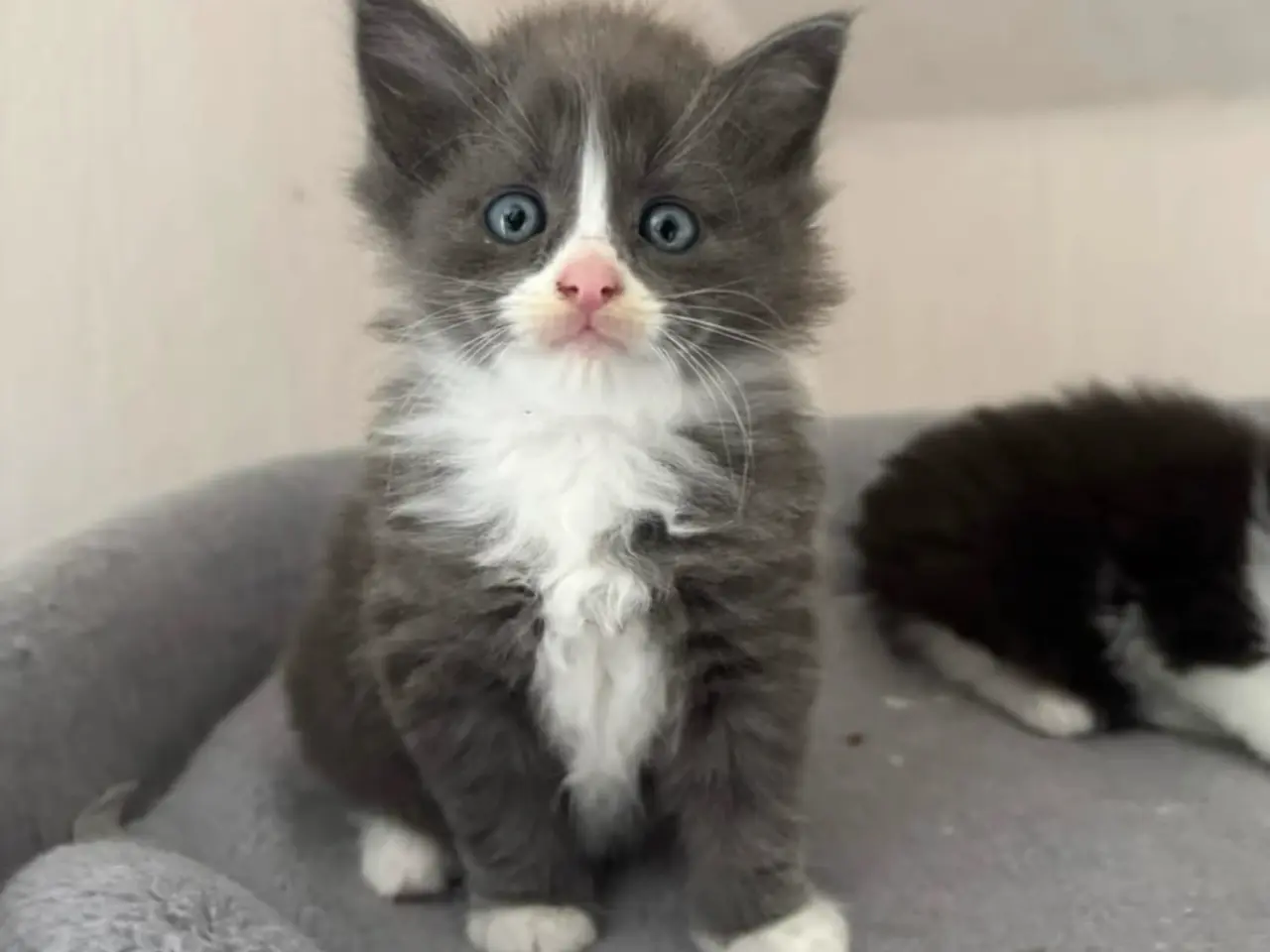 Billede 10 - 💙🖤Maine Coon/Ragdoll hankillinger 🖤💙