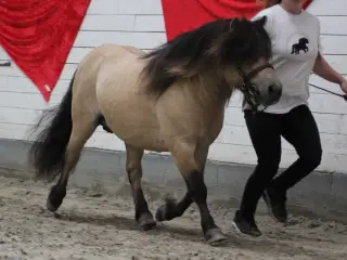 Bedækning hos sjælden farve hingst