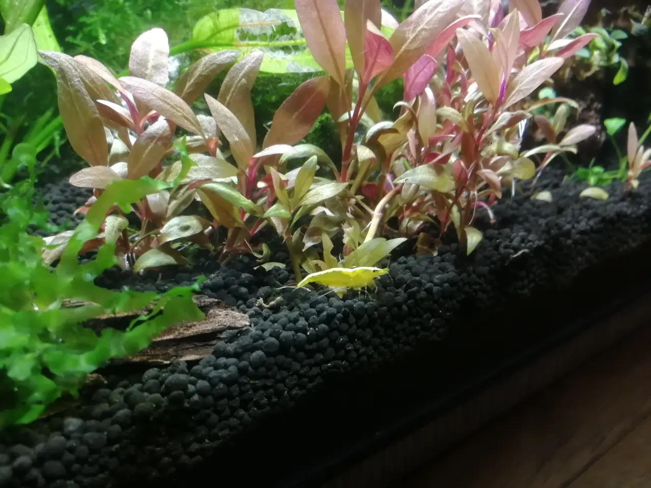 Billede 2 - Gule Rejer Yellow Fire Neo 