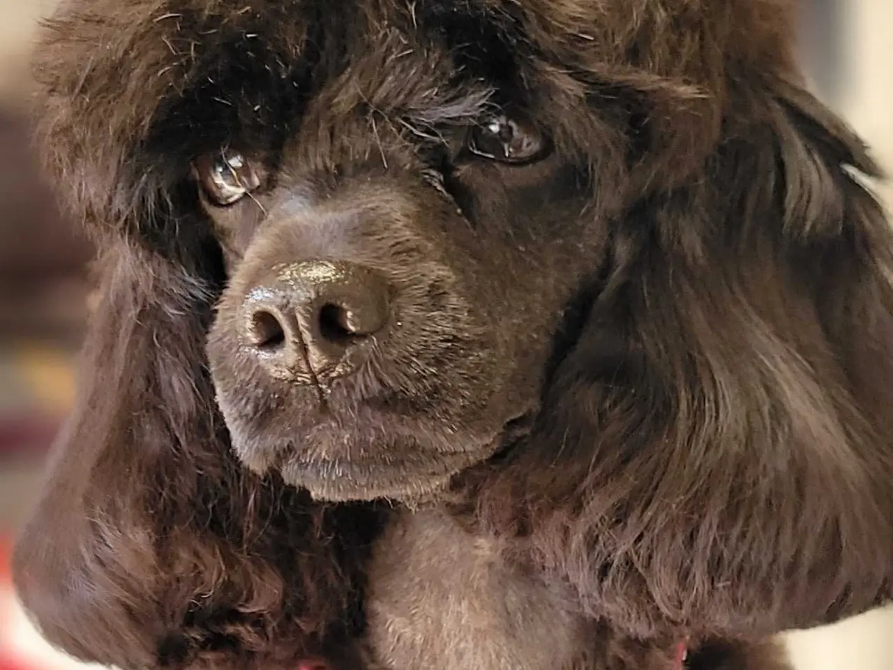 Billede 2 - Fantastisk lille Cavapoo pige 5