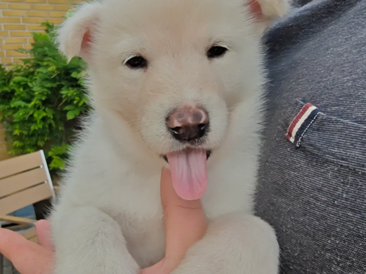 Billede 17 - Siberian husky og samojede hvalpe sælges