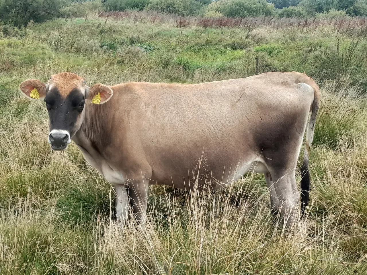 Billede 1 - Kælvekvier