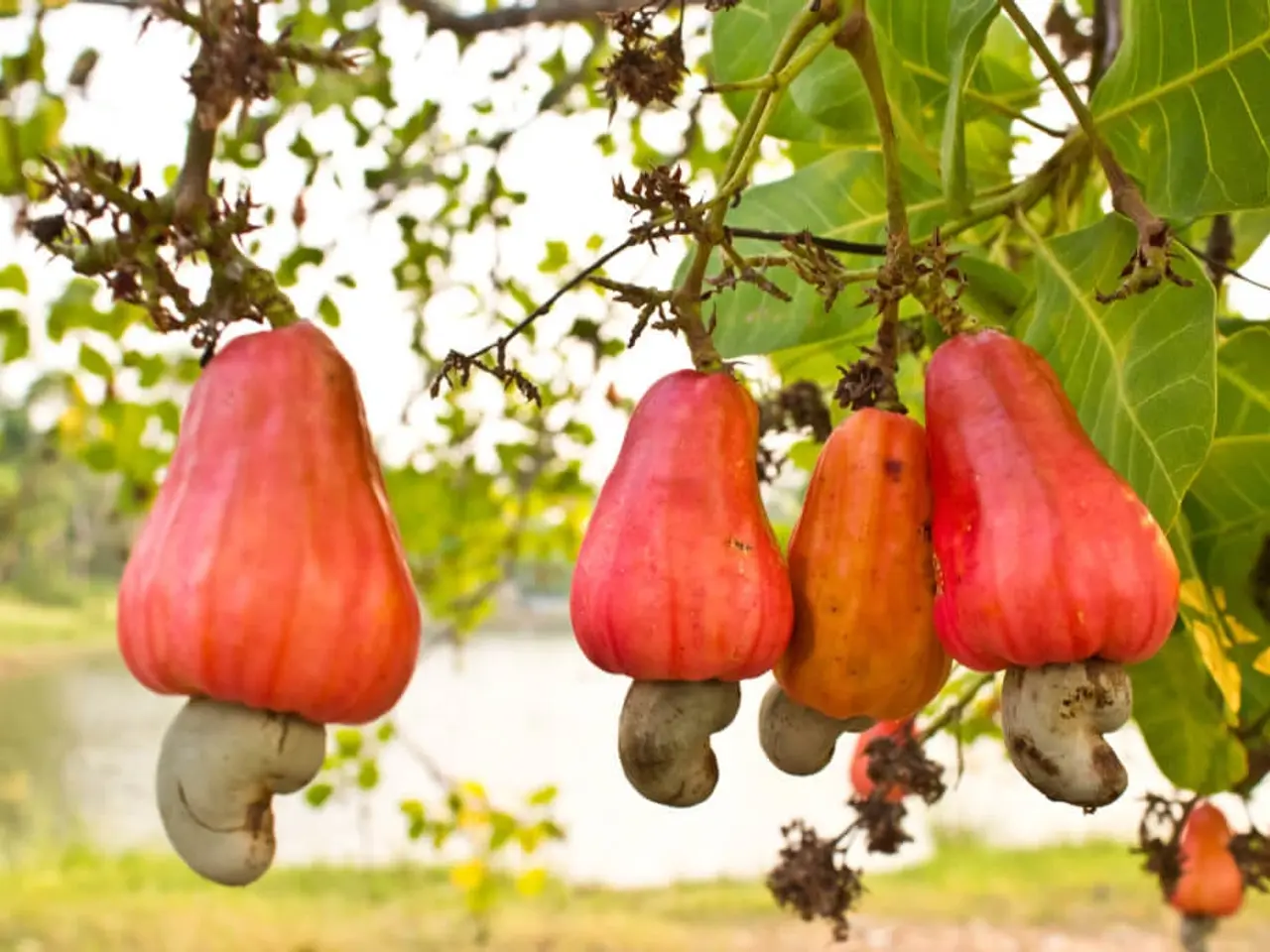 Billede 8 - 10 Cashew Frø inkl. DAO porto.