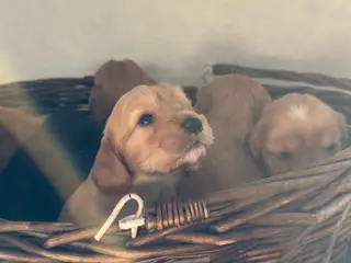 Hundehvalpe Cocker spaniel