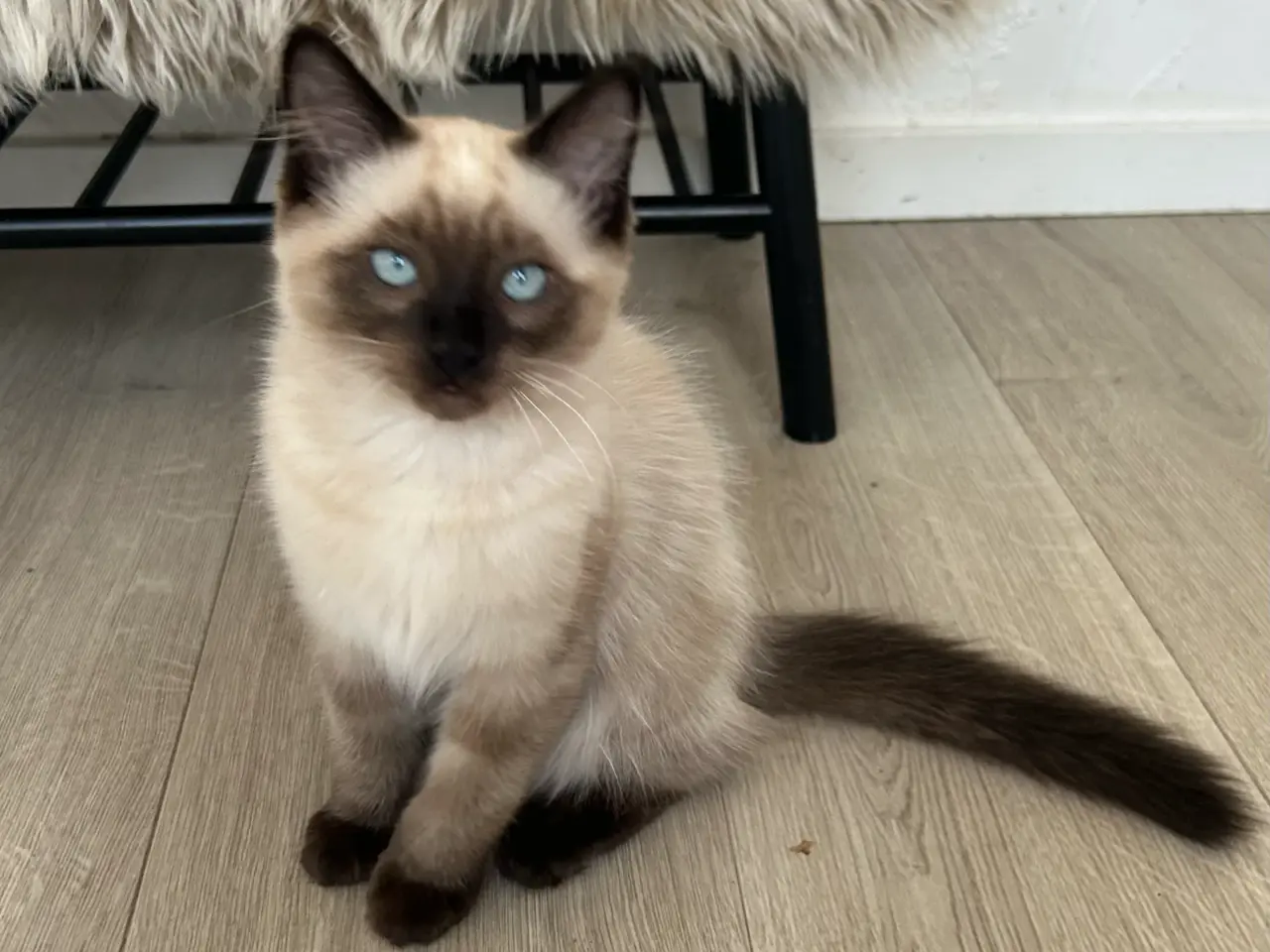 Billede 1 - Ragdoll killing❤️ 1 killing tilbage