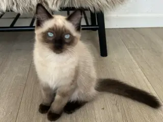 Ragdoll killing❤️ 1 killing tilbage