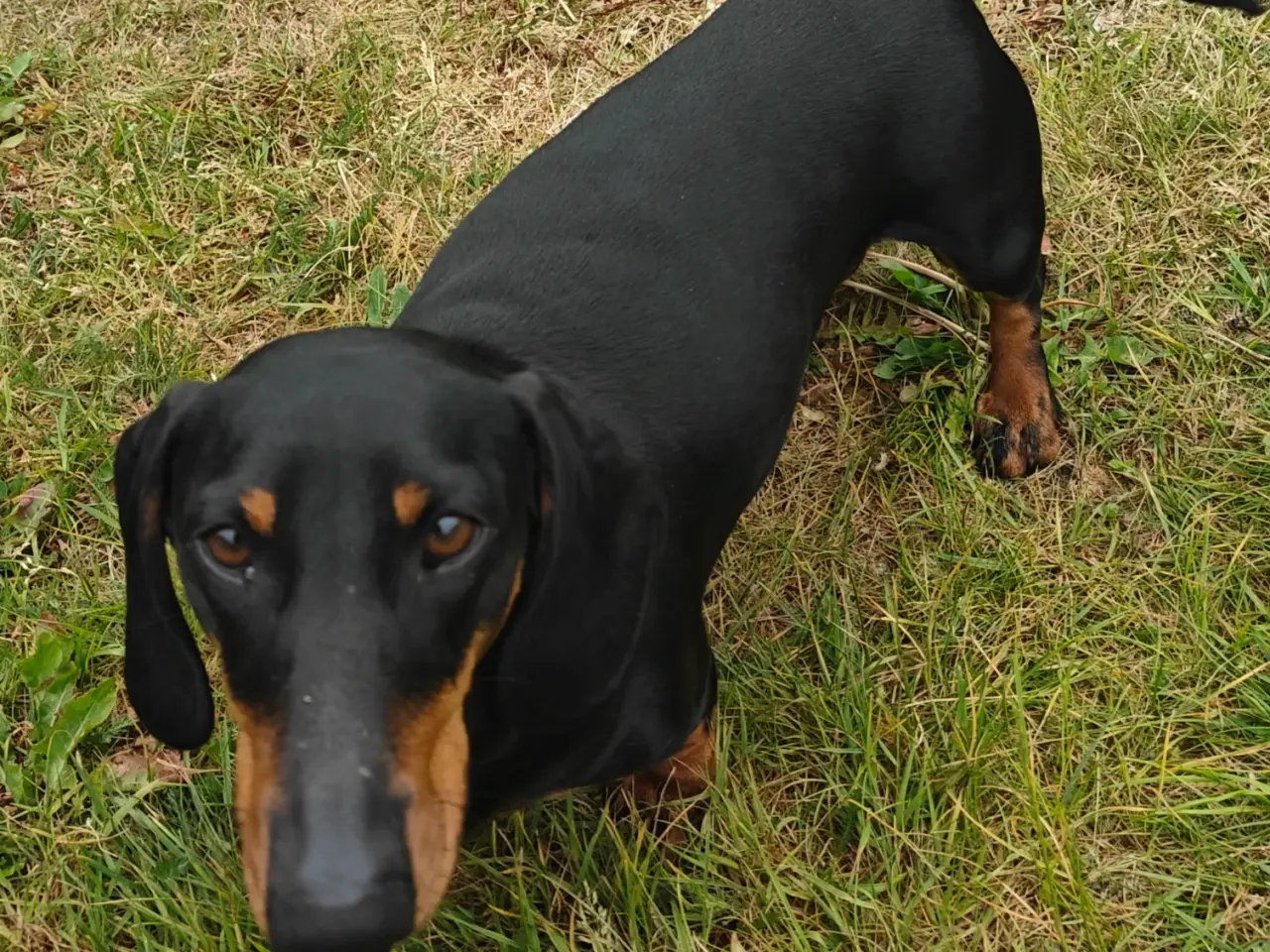 Billede 3 - Korthåret gravhunde hvalpe