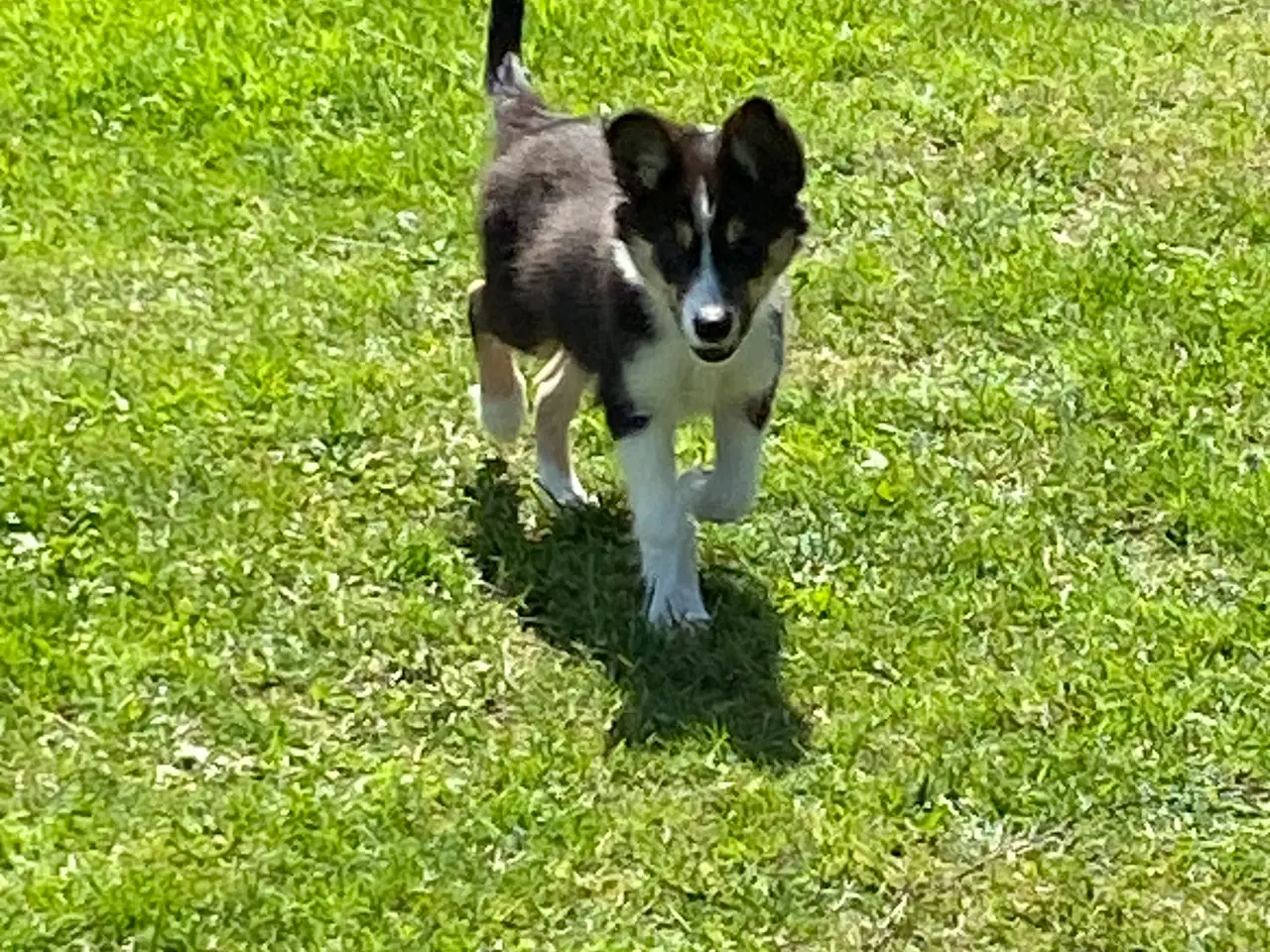 Billede 12 - Border Collie