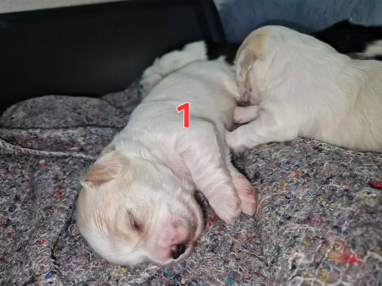 Billede 2 - Boomer hvalpe 