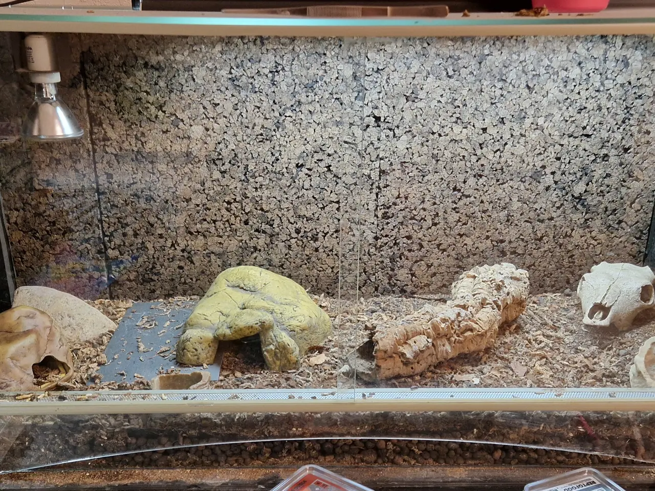 Billede 3 - Leopardgekko + terrarie og udstyr