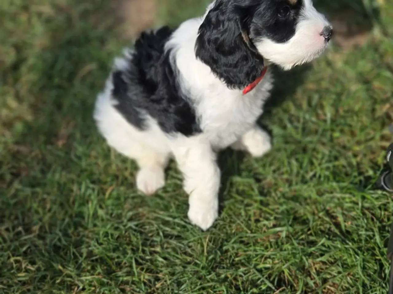 Billede 3 - Cockerpoo ( 75% Cocker Spaniel 25% Puddel)
