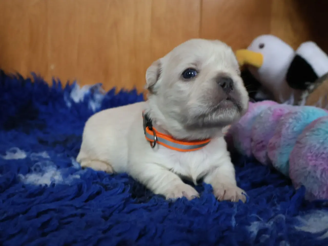 Billede 9 - Fransk bulldog