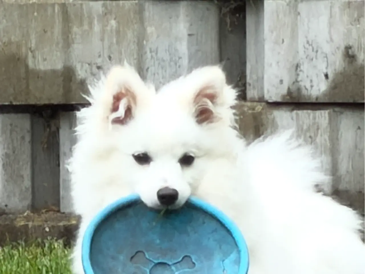 Billede 3 - Louie søger nyt hjem🐶