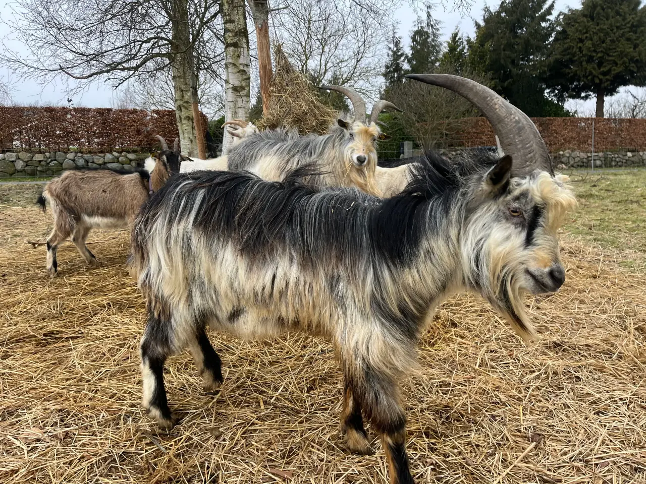 Billede 3 - Dansk Landrace gedebuk
