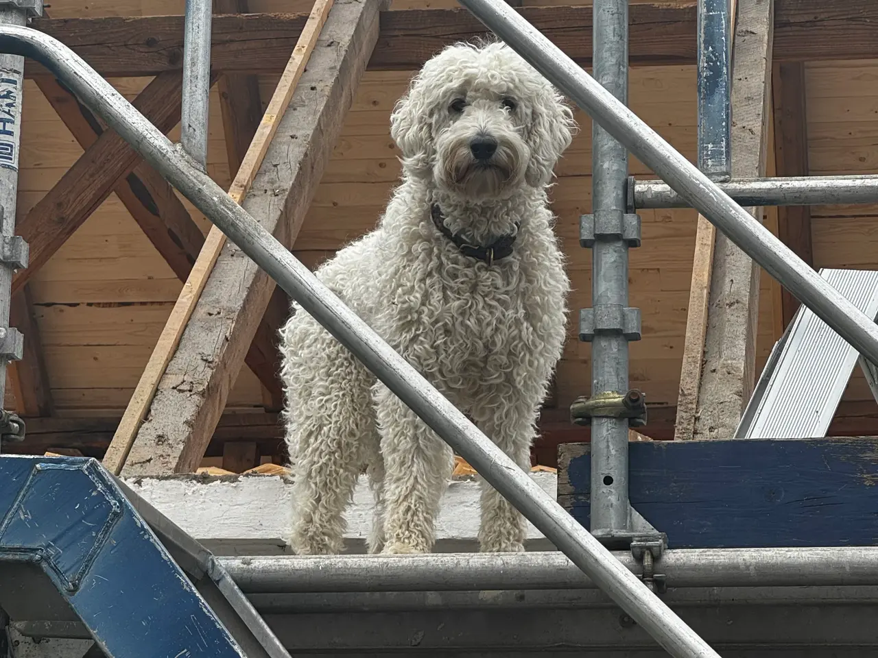 Billede 3 - Multigen Labradoodle hvalpe på vej