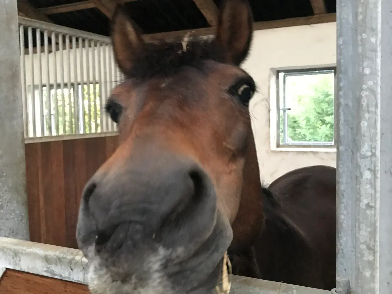 Billede 4 - Fantastisk pony søger part/låner!