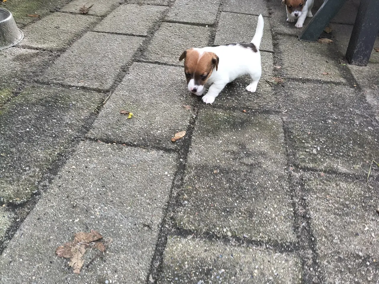 Billede 5 - Lækker Jack Russell Terrier hvalpe 