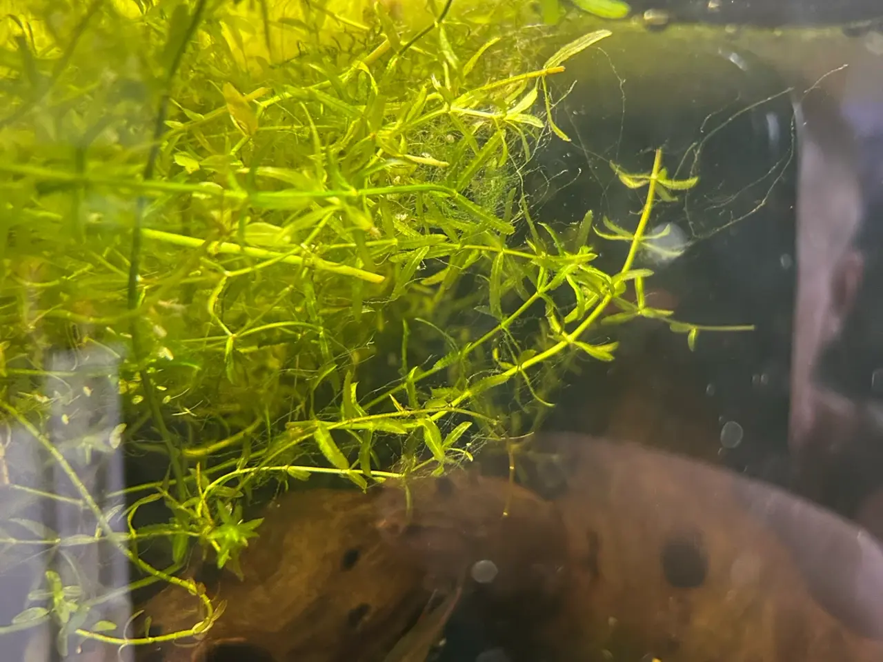 Billede 3 - 🌿 Levende akvarieplanter – 2 stk. GLS