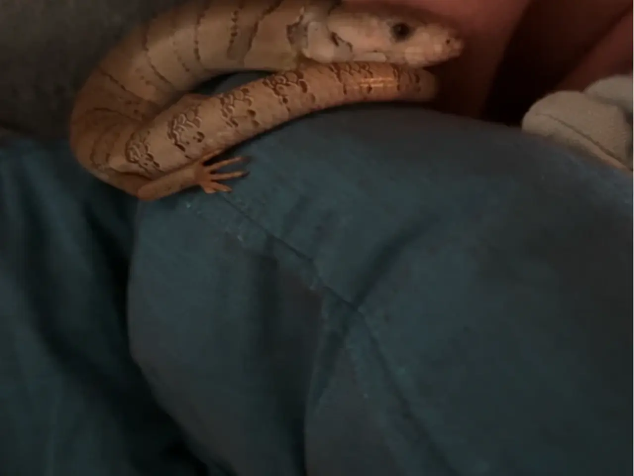Billede 5 - Snegle skink