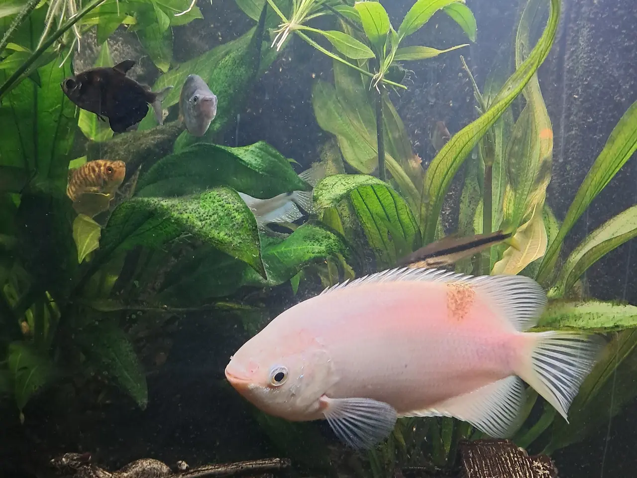 Billede 3 - Sort Juvel Aqua Lido akvarium 200 liters til salg.