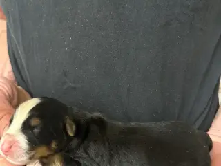 Berner Sennen hvalpe