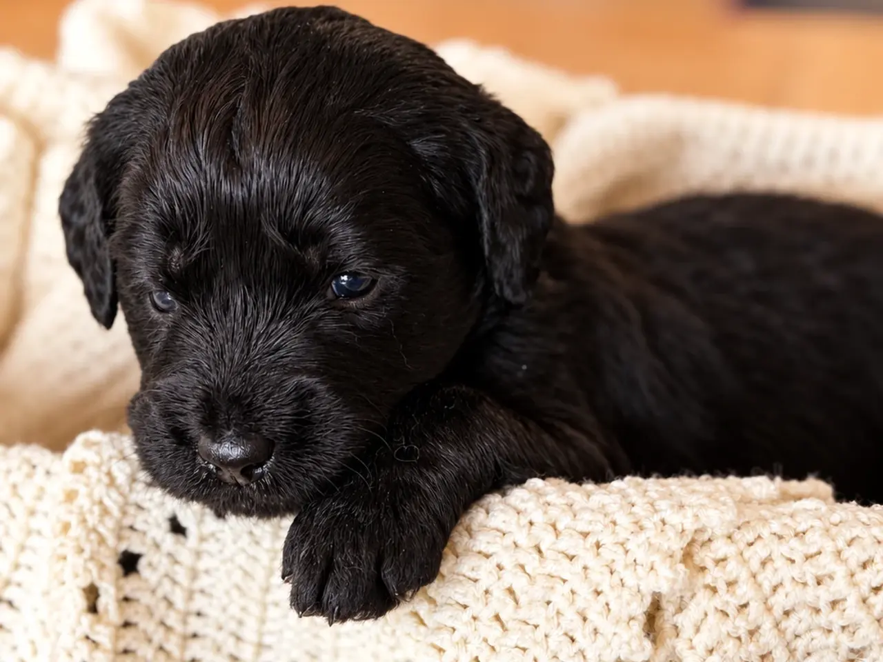 Billede 4 - Skønne labradoodle hvalpe 