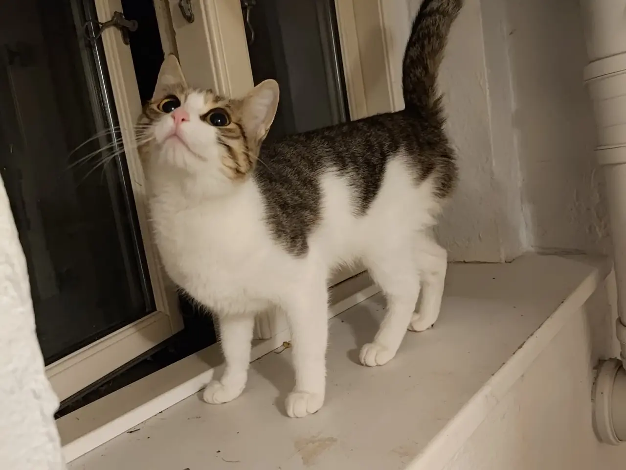 Billede 3 - Kælen kat