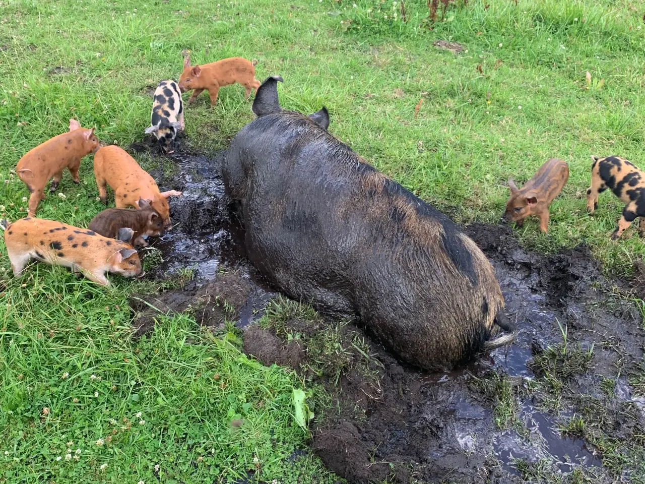 Billede 1 - Duroc/gl. Dansk landrace smågrise sælges