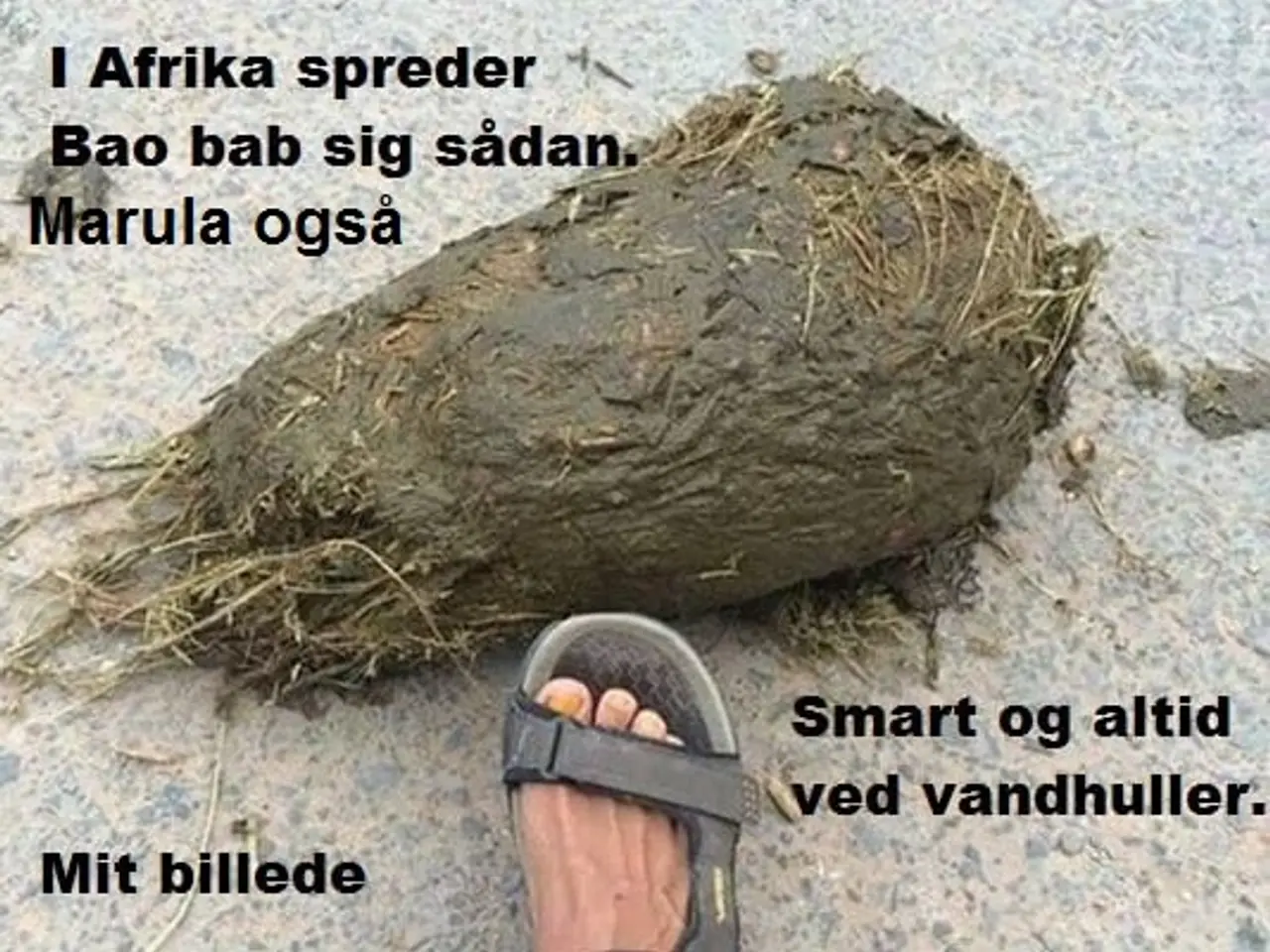 Billede 5 - 35 BaoBab frø