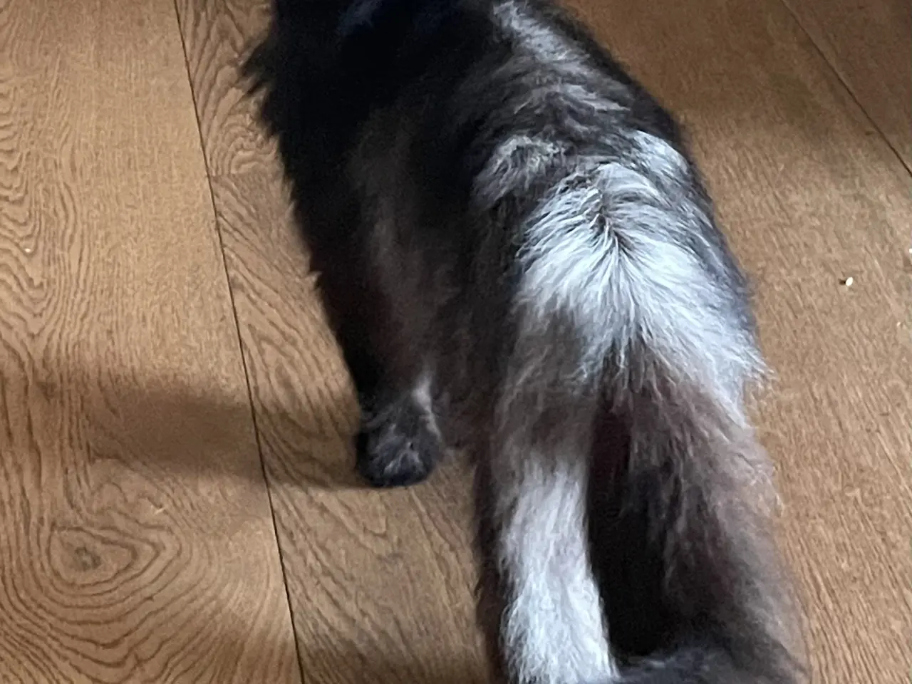 Billede 5 - Killinger Ragdoll/Ragamuffin