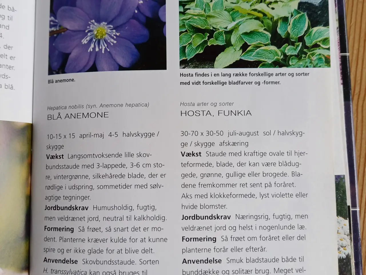 Billede 4 - Blomsterhaven af Jane Schul