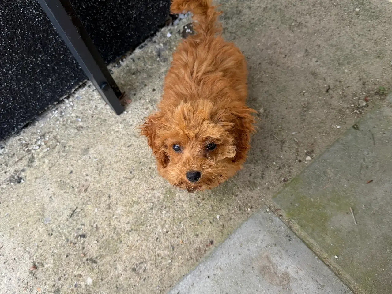 Billede 11 - 🐾maltipoo miniature juni 🐾