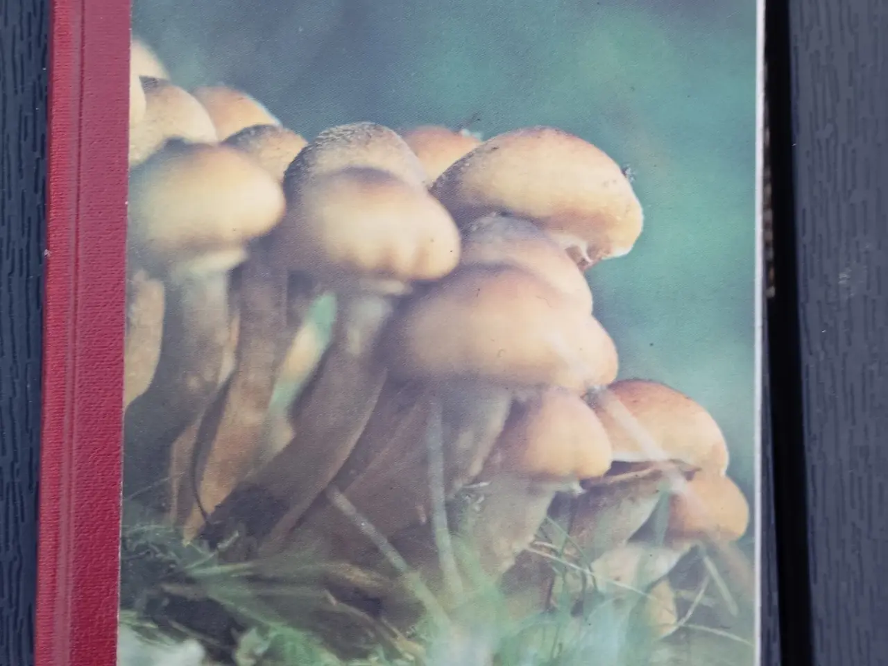 Billede 1 - Svampe i vor natur