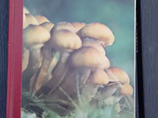 Svampe i vor natur