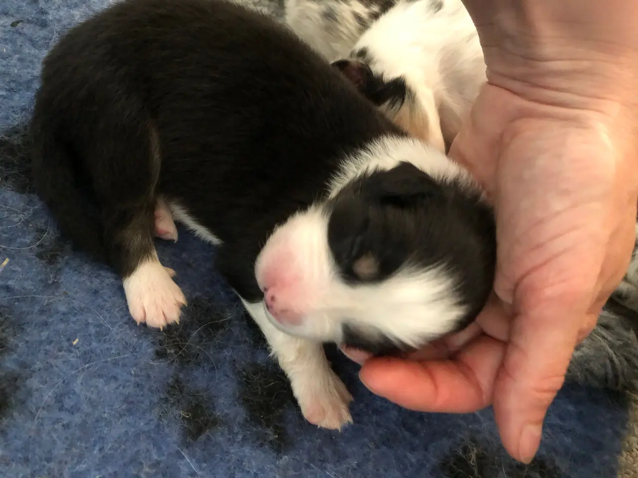 Billede 5 - Australian shepherd hvalpe