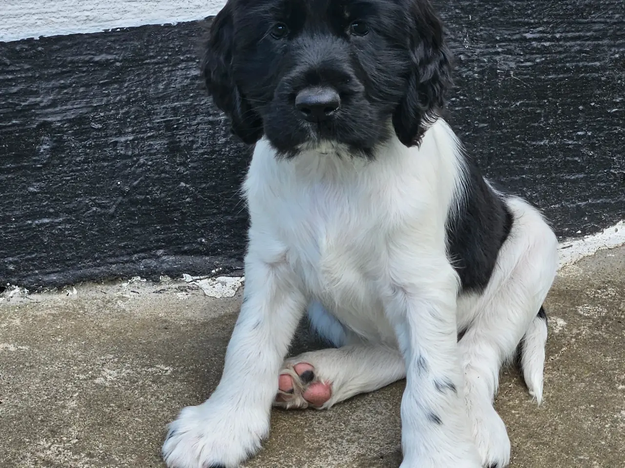Billede 6 - Engelsk springer spaniel