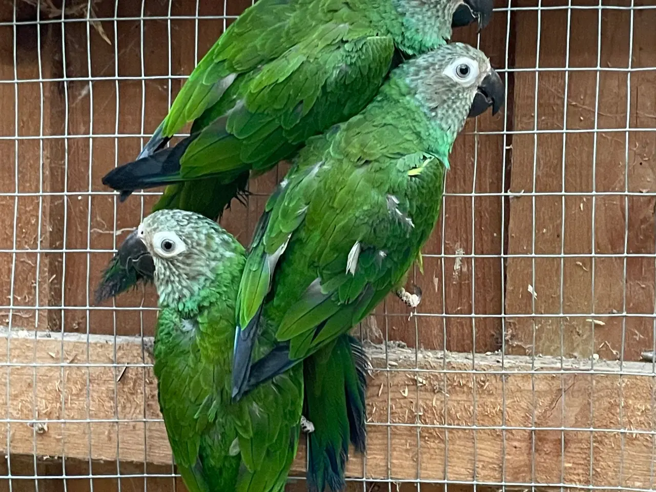 Billede 2 - Weddellii aratinga