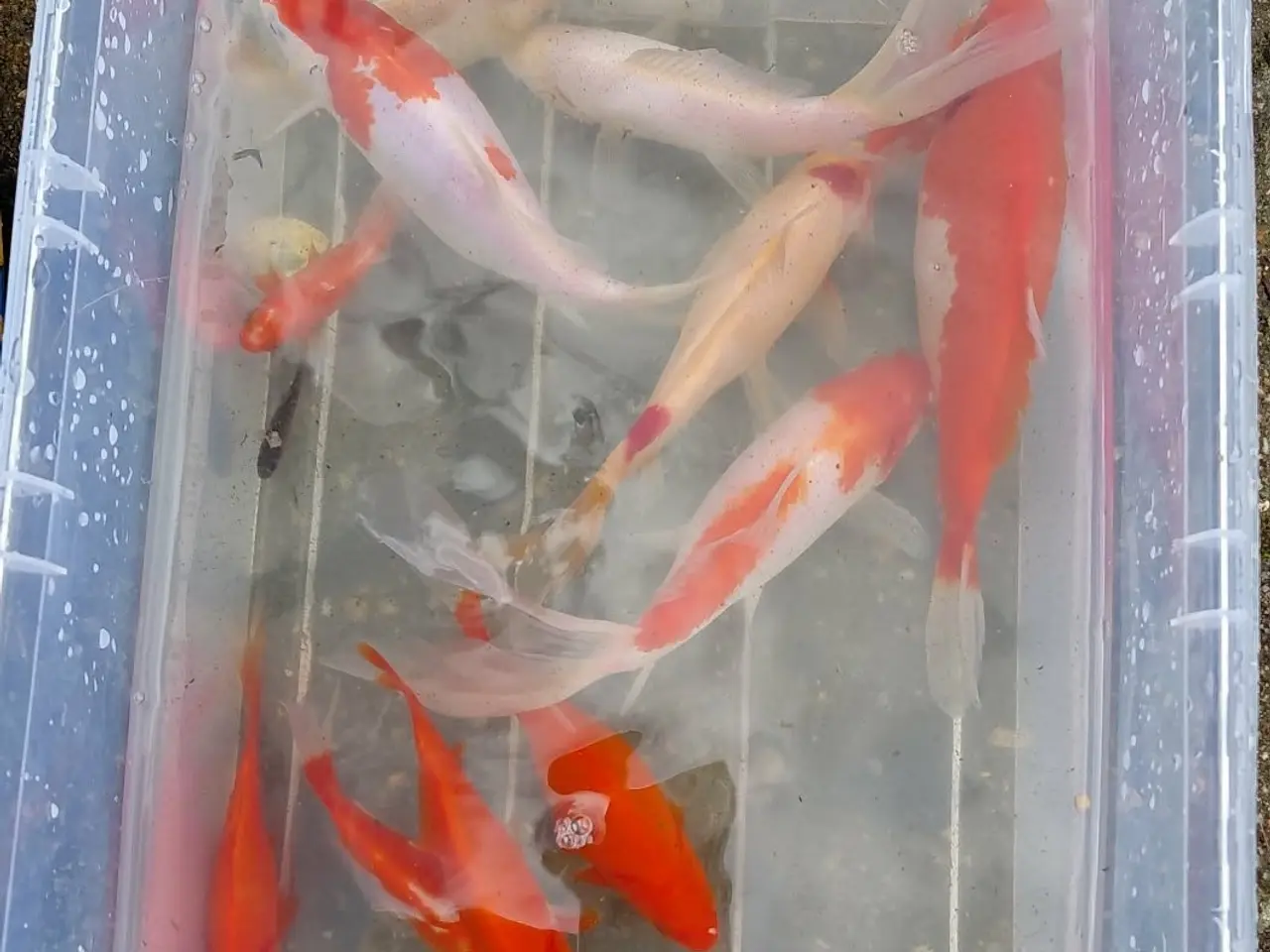 Billede 1 - Fine Sarasa guldfisk