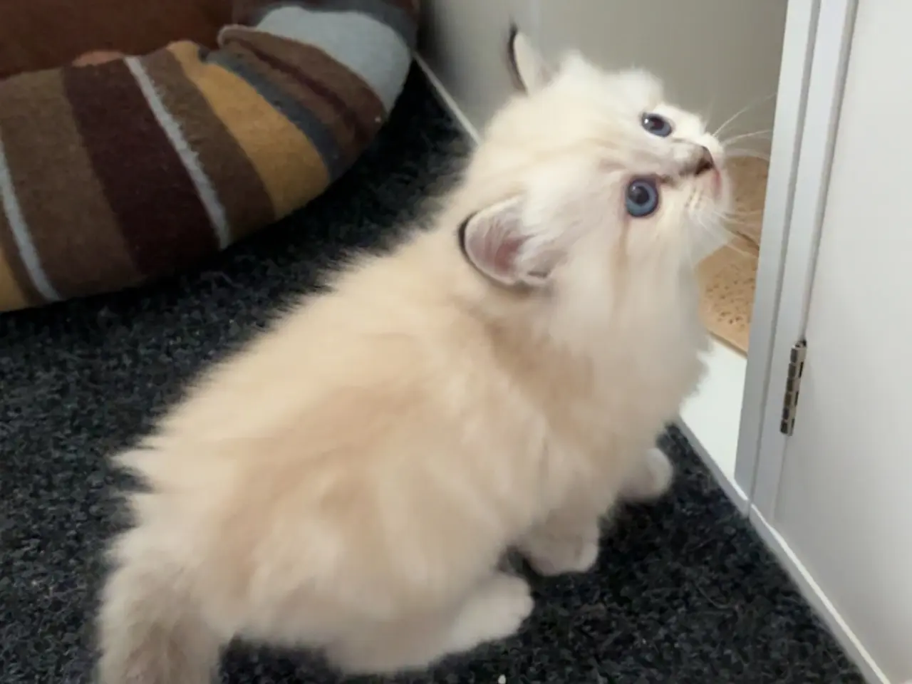 Billede 3 - Ragdoll/British baby