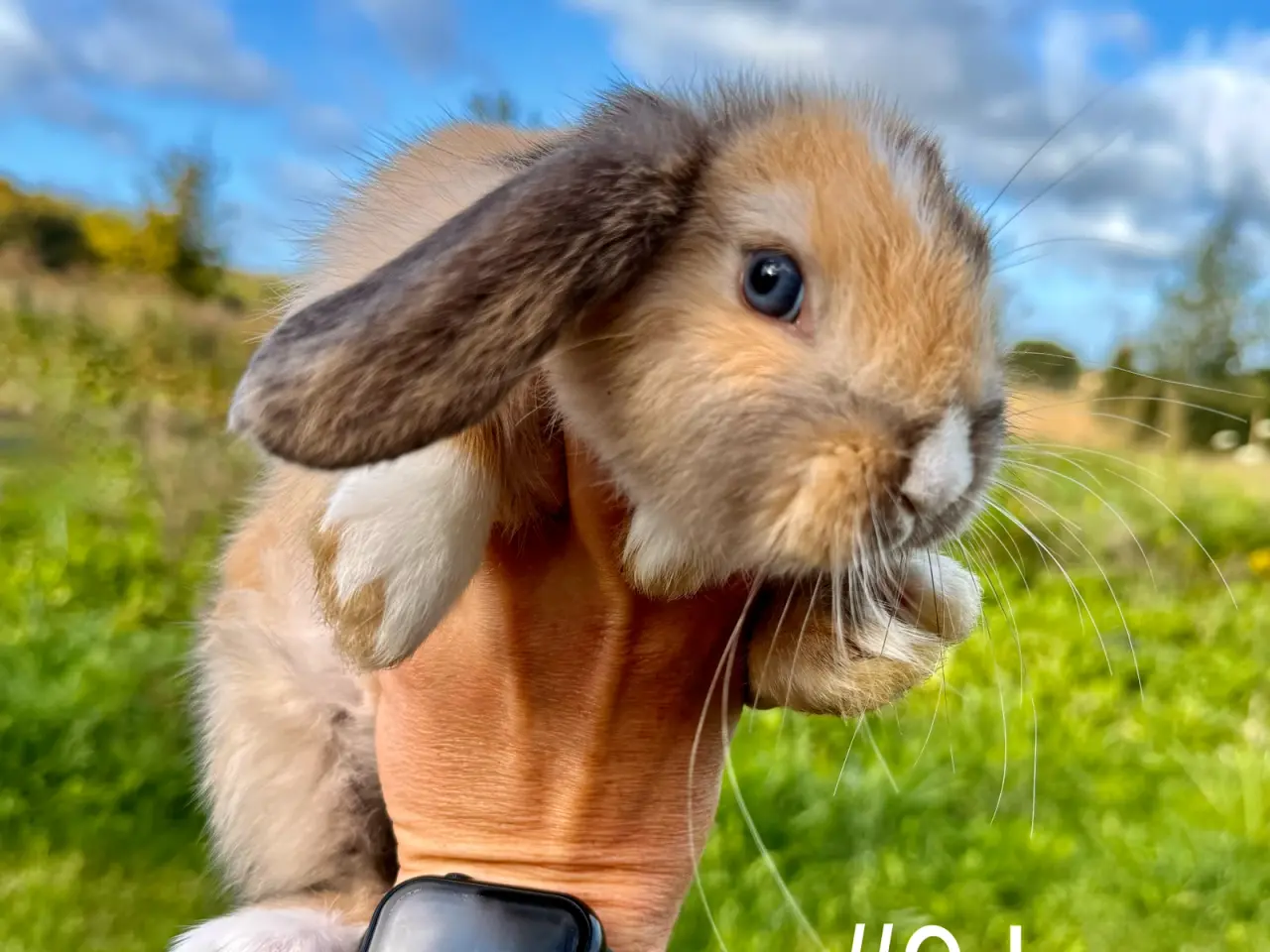 Billede 5 - 6 stk. Mini Lop unger