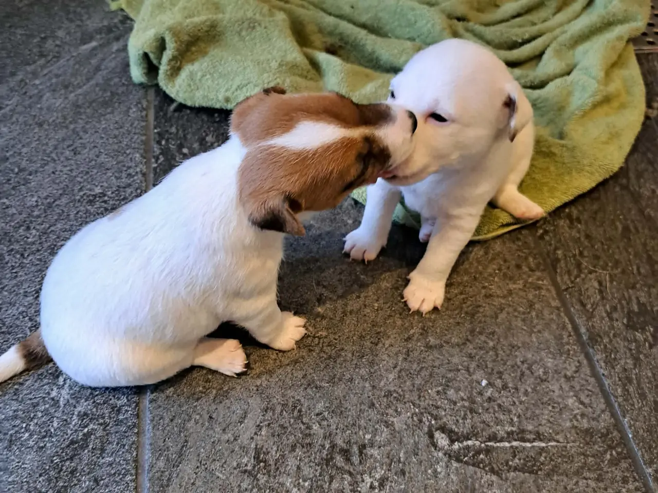 Billede 14 - Jack Russel Terrier