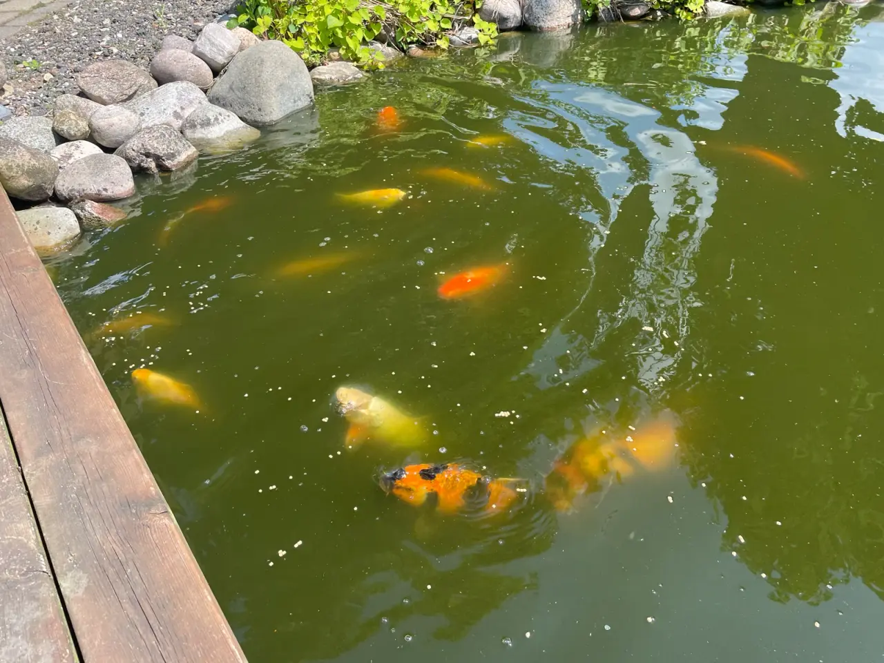Billede 13 - Koi karper 20 til 45 cm