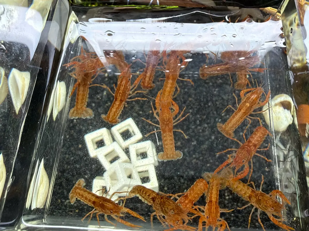 Billede 9 - 🦞 Flotte luksus orange CPO krebs🦞