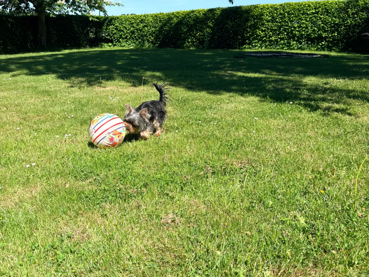 Billede 6 - Skøn og selskabelig Yorkshire Terrier på 11 mdr