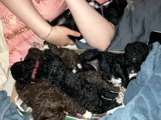 Lagotto/curly coated retriever