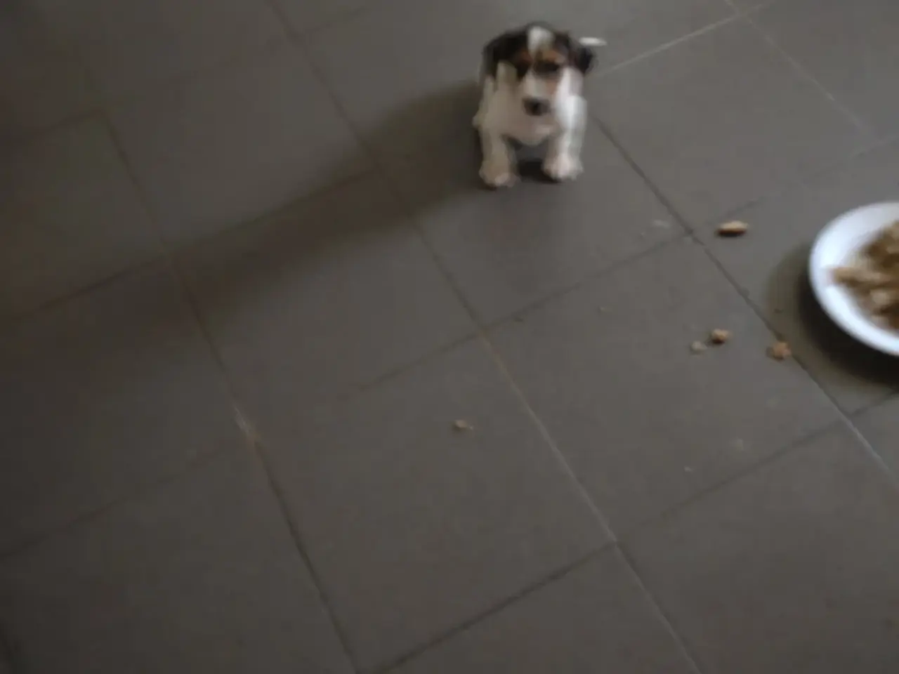 Billede 19 - Dansksvenskgårdhund/ gravhund