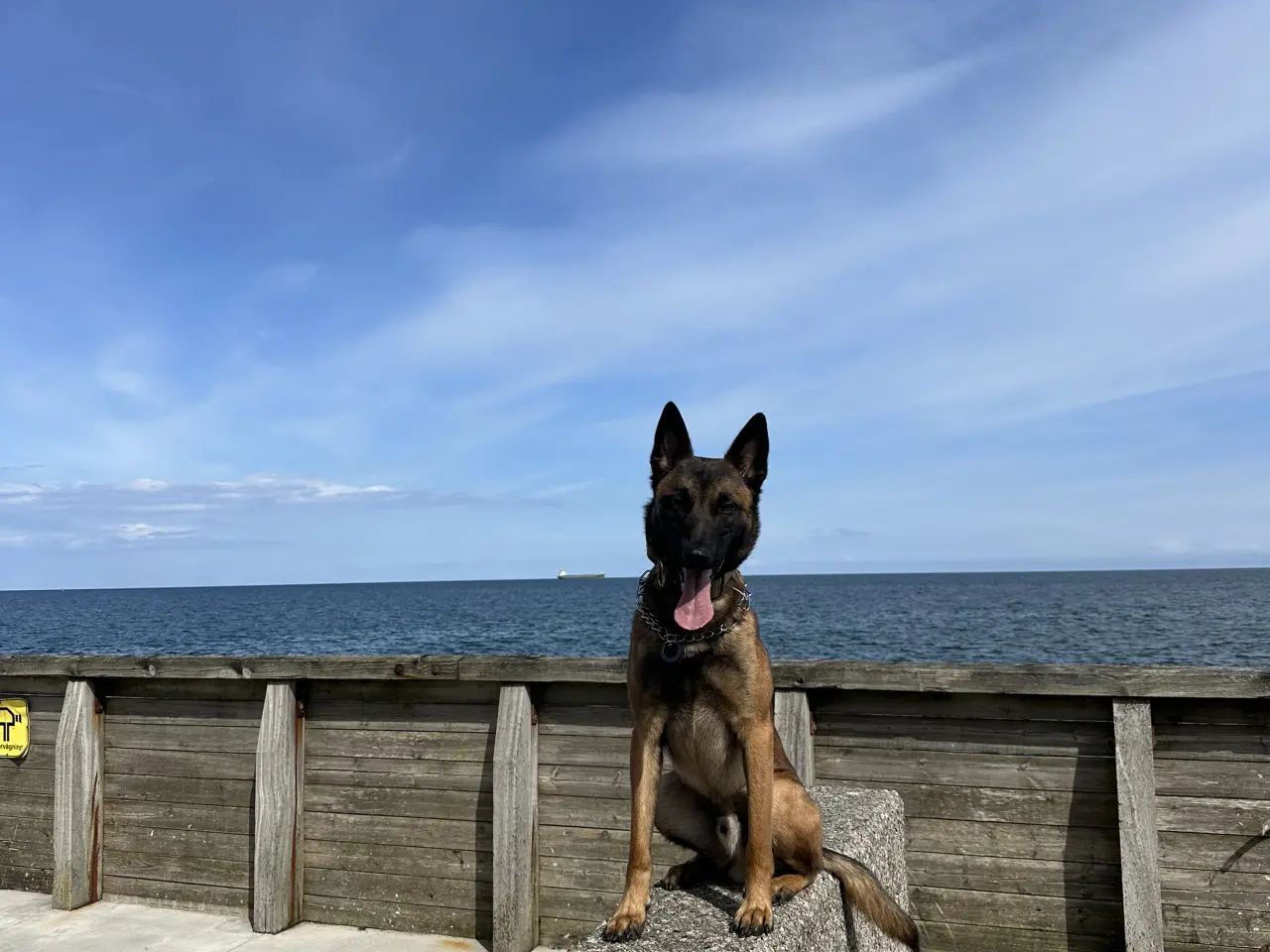 Billede 4 - Belgisk Malinois 2 år