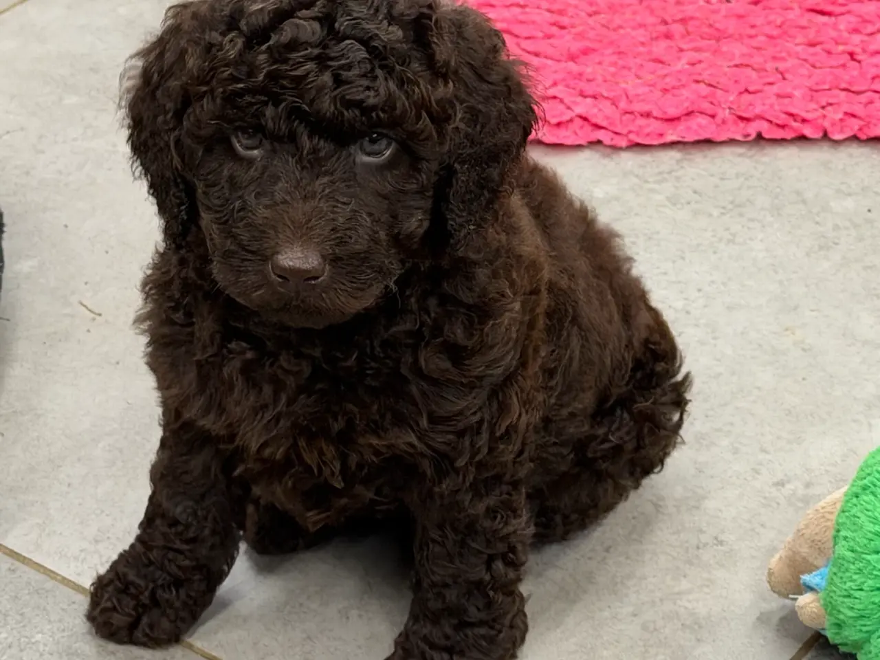 Billede 1 - 🤎🐾 5 skønne Cockapoo-piger i chokoladebrun 🐾🤎
