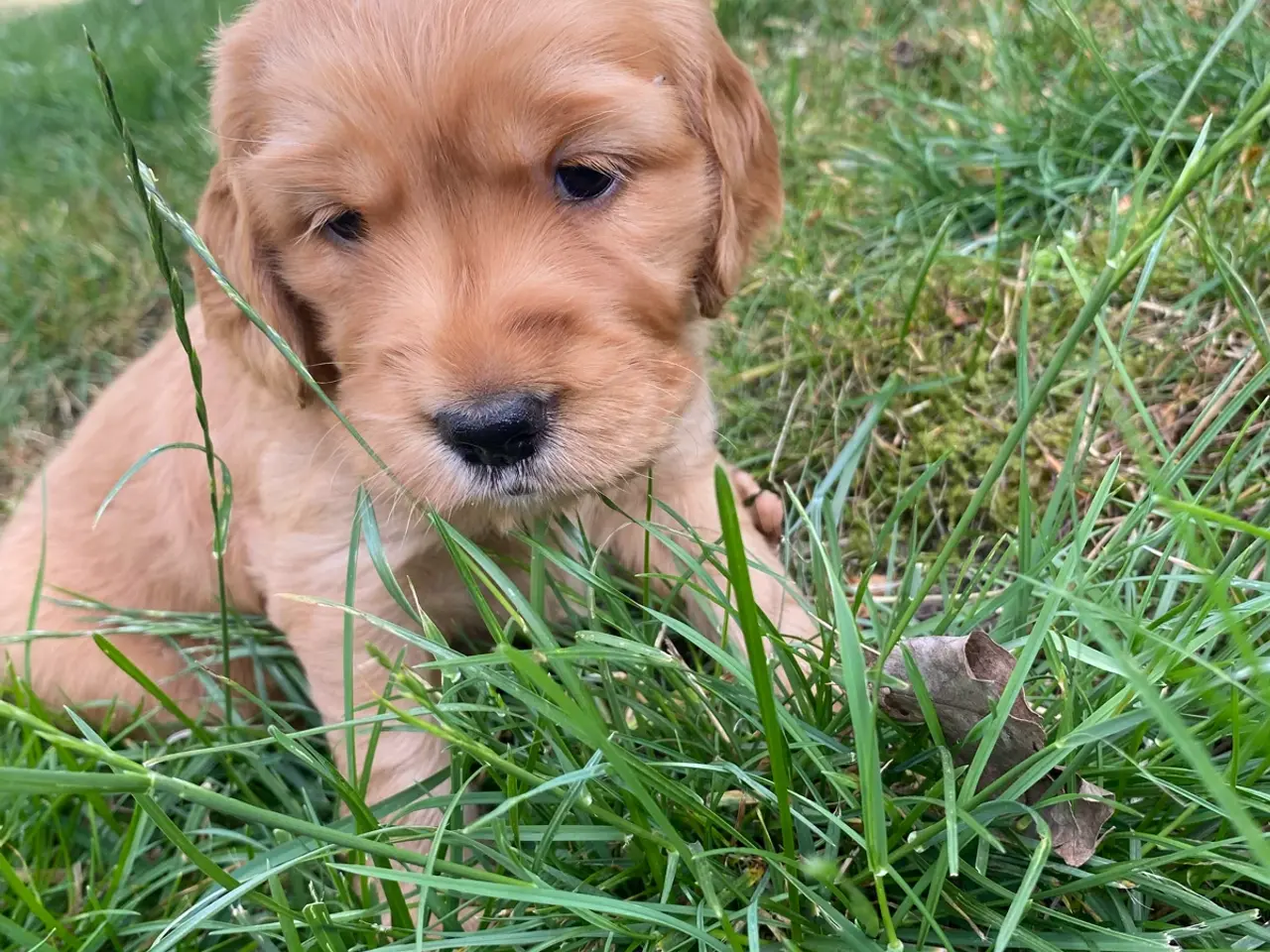 Billede 3 - Golden/cocker/flatcoated familie el jagthunde